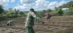 Sertu Darusman Turun ke Sawah, Bantu Petani Tanam Bawang