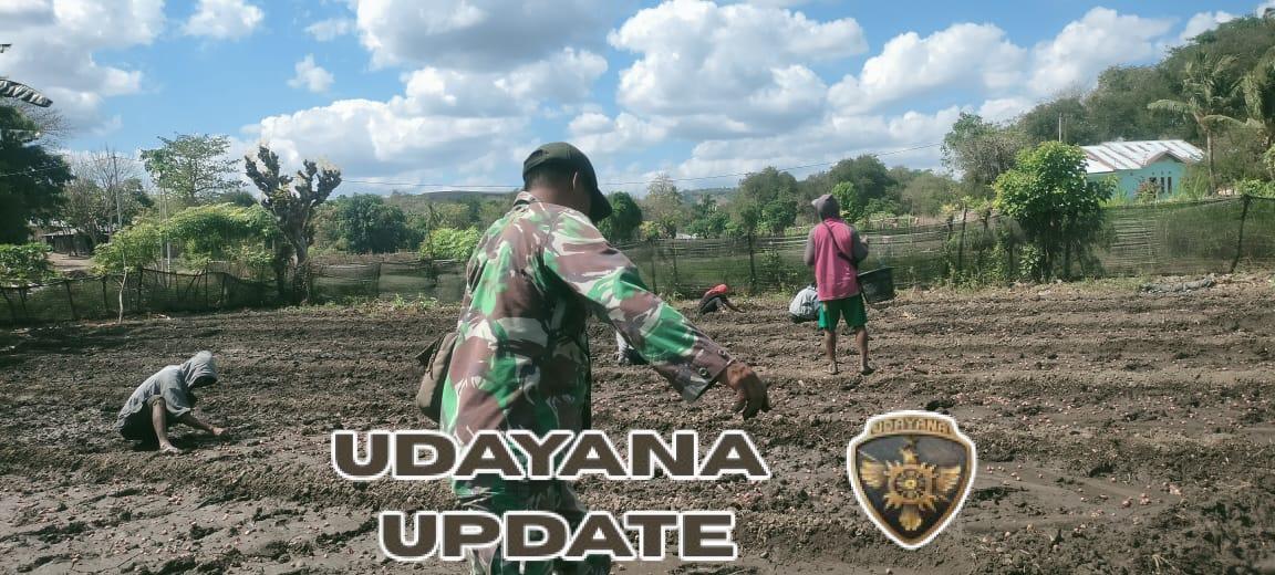 Sertu Darusman Turun ke Sawah, Bantu Petani Tanam Bawang