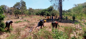 Babinsa dan Masyarakat Bersatu Bersihkan Lahan Kebun di Alor Timur