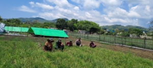Sinergi TNI-Polri dan Petani, Sukseskan Panen Raya Bawang di Kecamatan Komodo