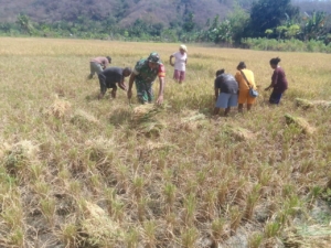 Sinergi Babinsa dan Petani: Panen Padi di Alor Timur Laut Capai 100 Persen