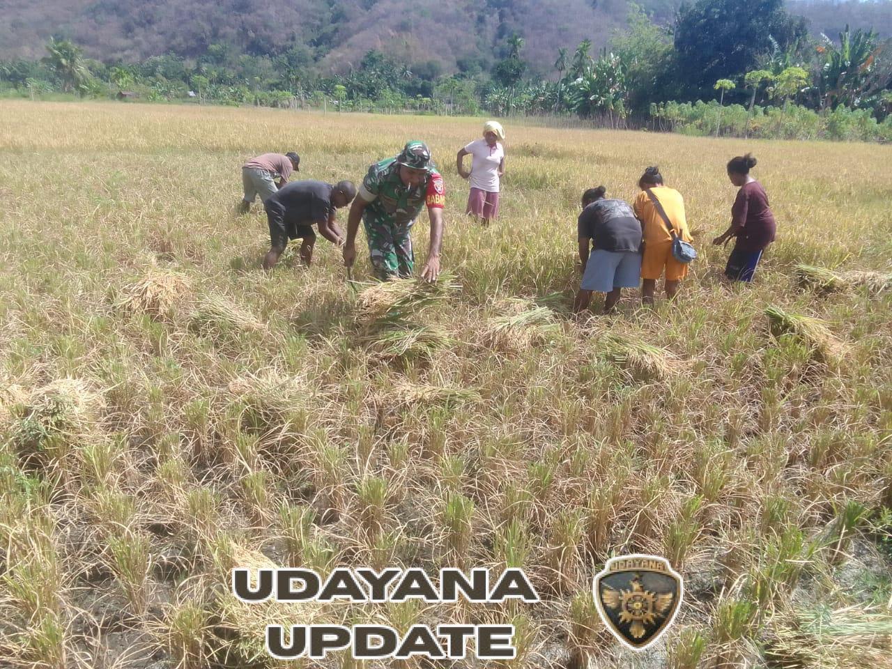 Sinergi Babinsa dan Petani: Panen Padi di Alor Timur Laut Capai 100 Persen