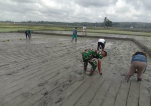 Wujud Kepedulian TNI, Babinsa Pahunga Lodu Dampingi Petani di Musim Tanam