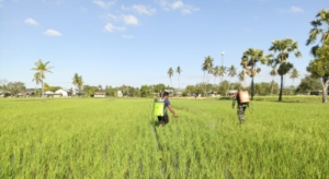 Serka Antonius Kopa Rihi Dampingi Petani Atasi Serangan Hama Padi