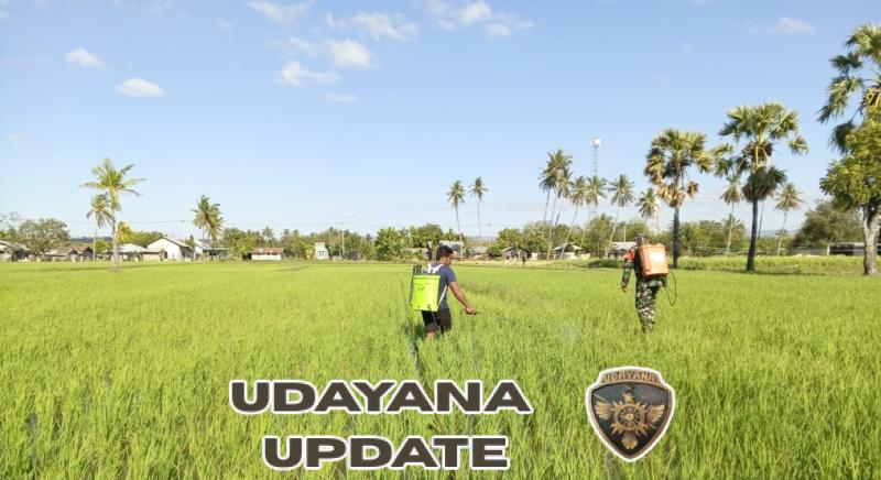 Serka Antonius Kopa Rihi Dampingi Petani Atasi Serangan Hama Padi