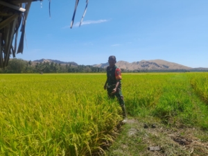 Babinsa Kodim 1602/Ende Dampingi Petani di Kotabaru, Dukung Ketahanan Pangan Nasional
