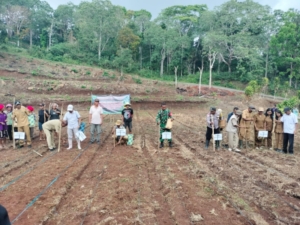 Babinsa Koramil 1630-02/Lembor Dukung Program Ketahanan Pangan Melalui Penanaman Jagung Hibrida di Desa Golo Damu