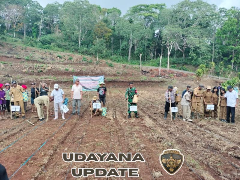 Babinsa Koramil 1630-02/Lembor Dukung Program Ketahanan Pangan Melalui Penanaman Jagung Hibrida di Desa Golo Damu