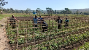 Wujudkan Swasembada Pangan Nasional, Babinsa Serda Ronaldus Fallo Sambangi Petani Di Sawah