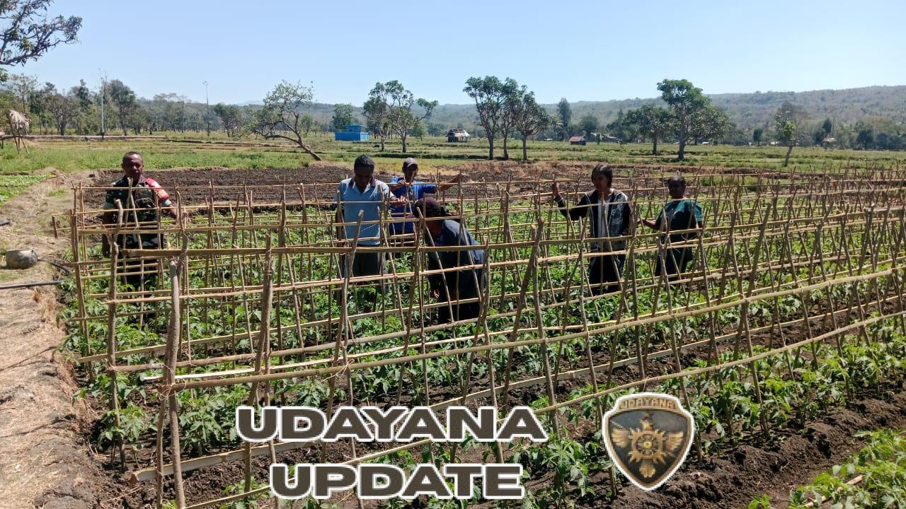 Wujudkan Swasembada Pangan Nasional, Babinsa Serda Ronaldus Fallo Sambangi Petani Di Sawah