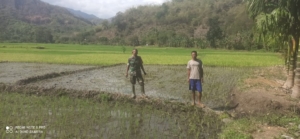 Babinsa dan Petani Desa Tou Bersinergi Jaga Produktivitas Pertanian