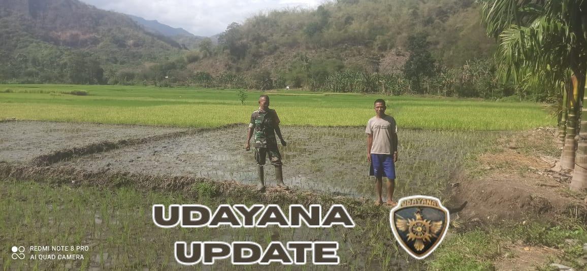 Babinsa dan Petani Desa Tou Bersinergi Jaga Produktivitas Pertanian