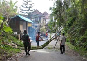 Sinergi Babinsa, Bhabinkamtibmas, dan Warga Tangani Pohon Waru Roboh di Tegallalang