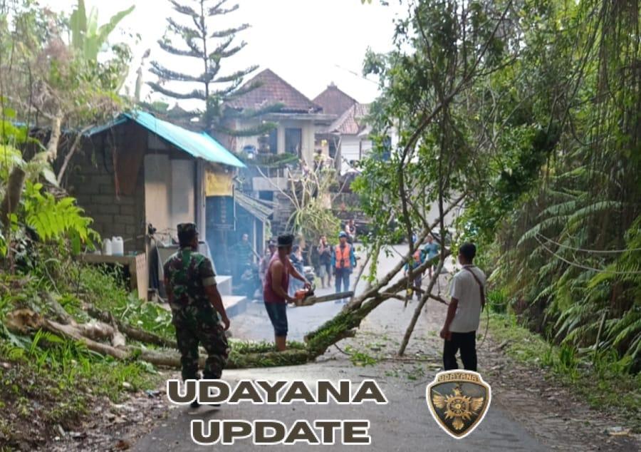 Sinergi Babinsa, Bhabinkamtibmas, dan Warga Tangani Pohon Waru Roboh di Tegallalang