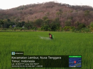 Babinsa dan Petani Bersinergi dalam Penyemprotan Racun Hama di Lahan Pertanian