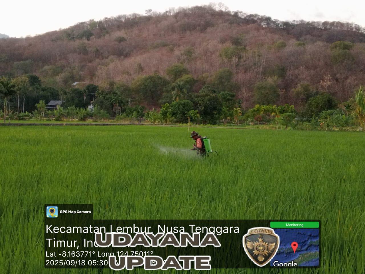 Babinsa dan Petani Bersinergi dalam Penyemprotan Racun Hama di Lahan Pertanian