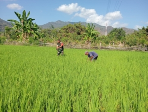 TNI AD Kodim 1602/Ende Aktif Bantu Petani Desa Maurole dalam Program Ketahanan Pangan