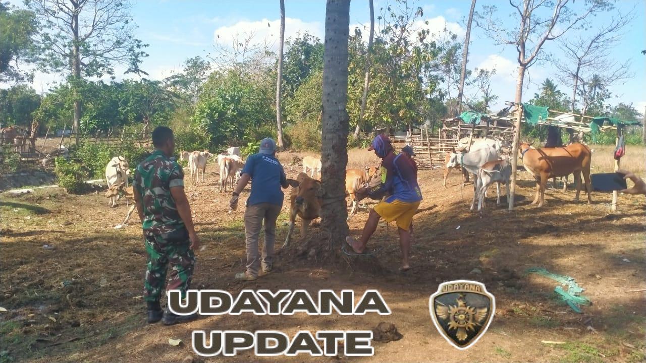 Cegah PMK, Babinsa Koramil Dompu Dukung Vaksinasi Sapi