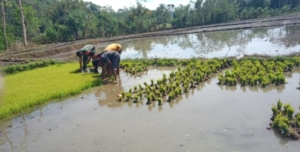 Sinergi TNI dan Petani: Babinsa Tabundung Aktif di Lahan Pertanian