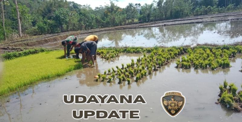 Sinergi TNI dan Petani: Babinsa Tabundung Aktif di Lahan Pertanian