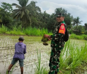 Babinsa Desa Bunutin Dukung Petani Perluas Tanam Padi Varietas Inpari 32