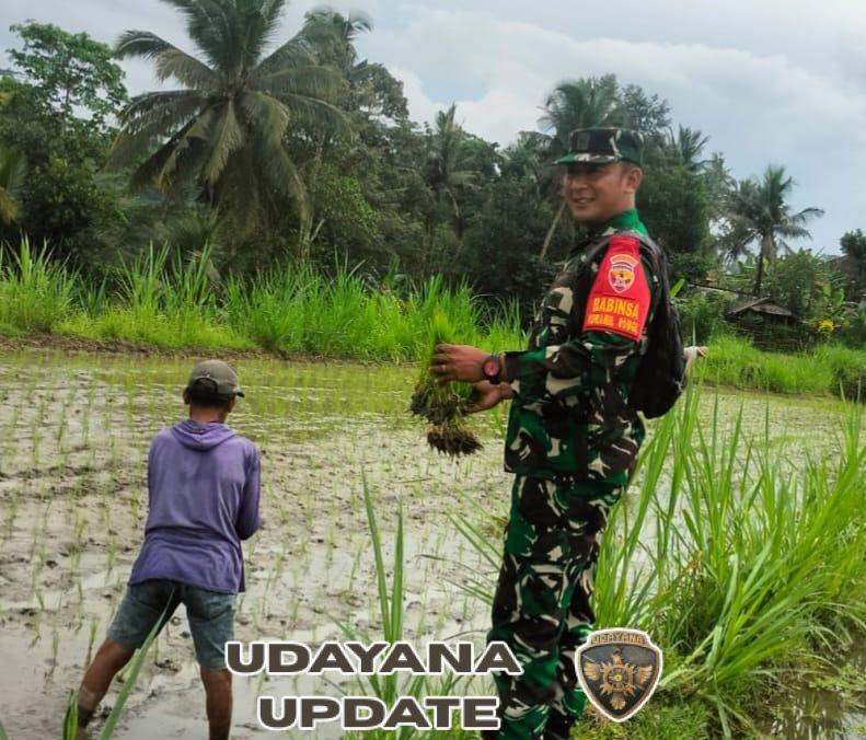 Babinsa Desa Bunutin Dukung Petani Perluas Tanam Padi Varietas Inpari 32