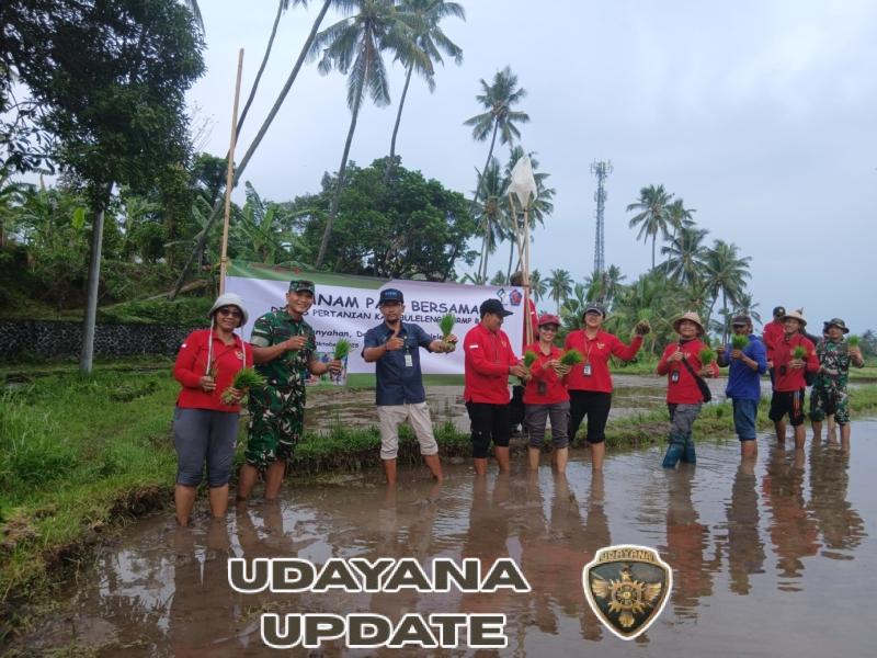 Wujud nyata, Dandim 1609/Buleleng turun langsung dalam tanam padi bersama dan percepatan luas tambah tanam (Ltt) padi seluas 2 hektar di Desa Pakisan Kec Kubutambahan