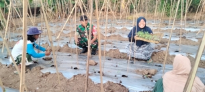 Peran Aktif Babinsa Desa Kokarlian Dorong Ketahanan Pangan Melalui Penanaman Cabai dan Tomat