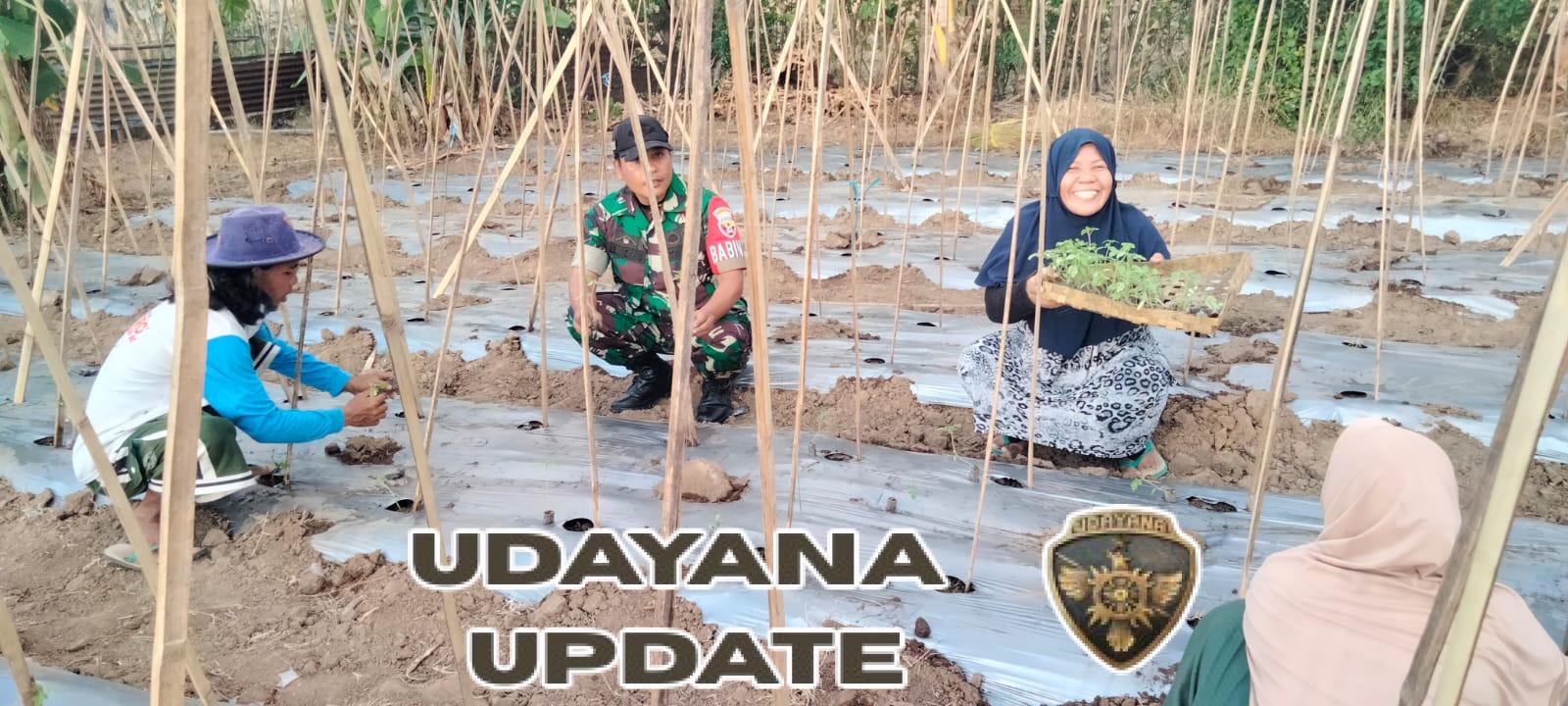 Peran Aktif Babinsa Desa Kokarlian Dorong Ketahanan Pangan Melalui Penanaman Cabai dan Tomat