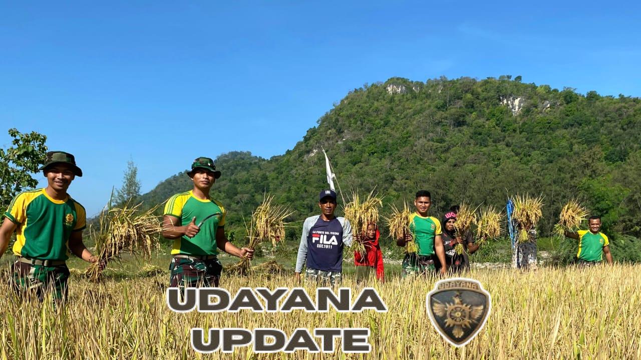 Wujud Kemanunggalan TNI dan Rakyat, Pos Maubusa Turun ke Sawah Bantu Panen Padi