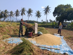 ‎Pendampingan Sergab di Pringgabaya, Babinsa Wujudkan Sinergi TNI dan Petani