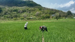 Bersama Rakyat, Babinsa Koramil 1612-04/Elar Wujudkan Desa Mandiri dan Tangguh