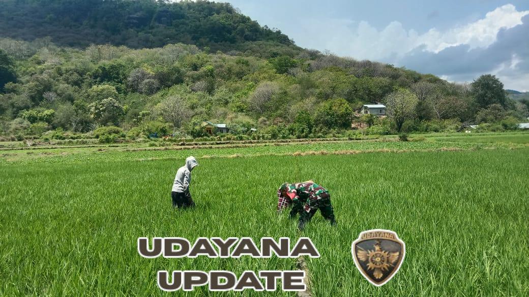 Bersama Rakyat, Babinsa Koramil 1612-04/Elar Wujudkan Desa Mandiri dan Tangguh