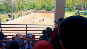 Tradisi Karapan Kerbau Meriahkan Festival Pesona Tamekan 2025 di Sumbawa Barat