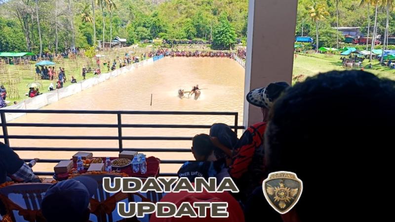 Tradisi Karapan Kerbau Meriahkan Festival Pesona Tamekan 2025 di Sumbawa Barat