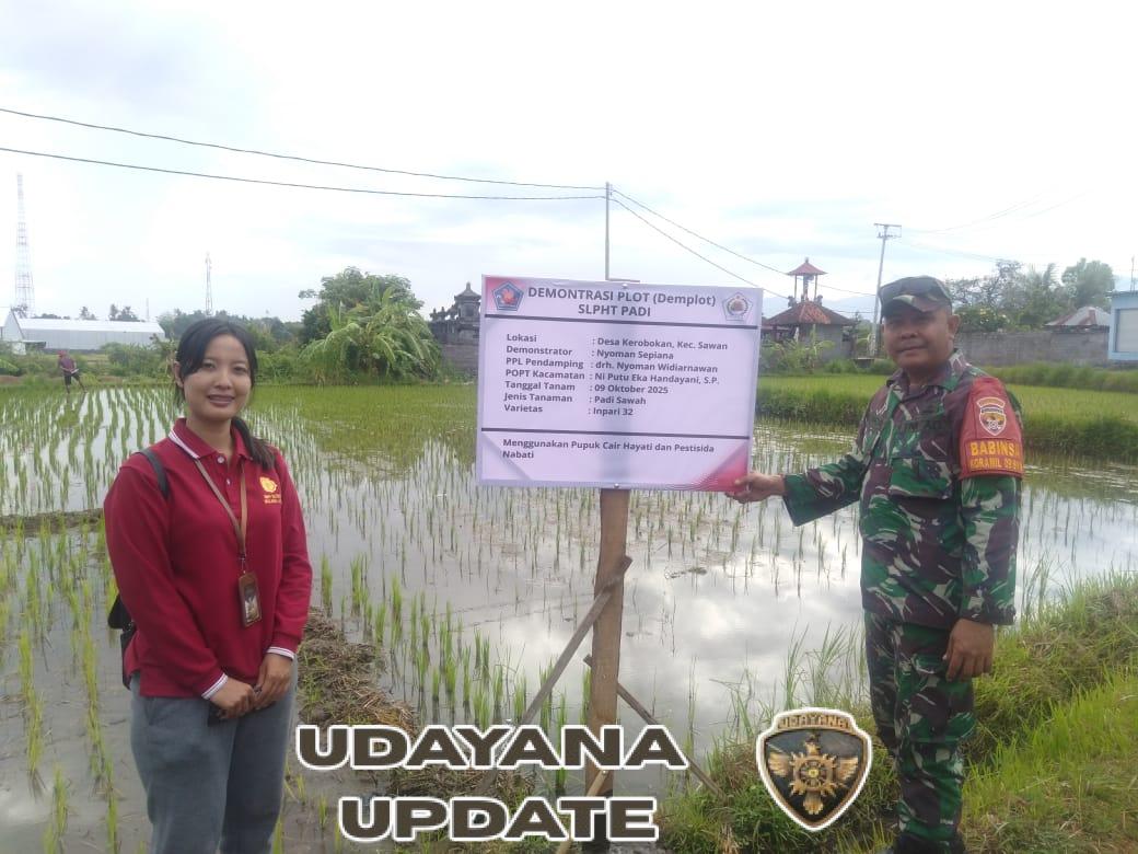 Wujud Kepedulian terhadap Petani, Babinsa dan Bhabinkamtibmas Dampingi Kegiatan SLPHT ke-2 di Kerobokan
