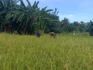 Wujud Kepedulian TNI, Sertu Muhajir Moka Bantu Petani di Desa Aimoli