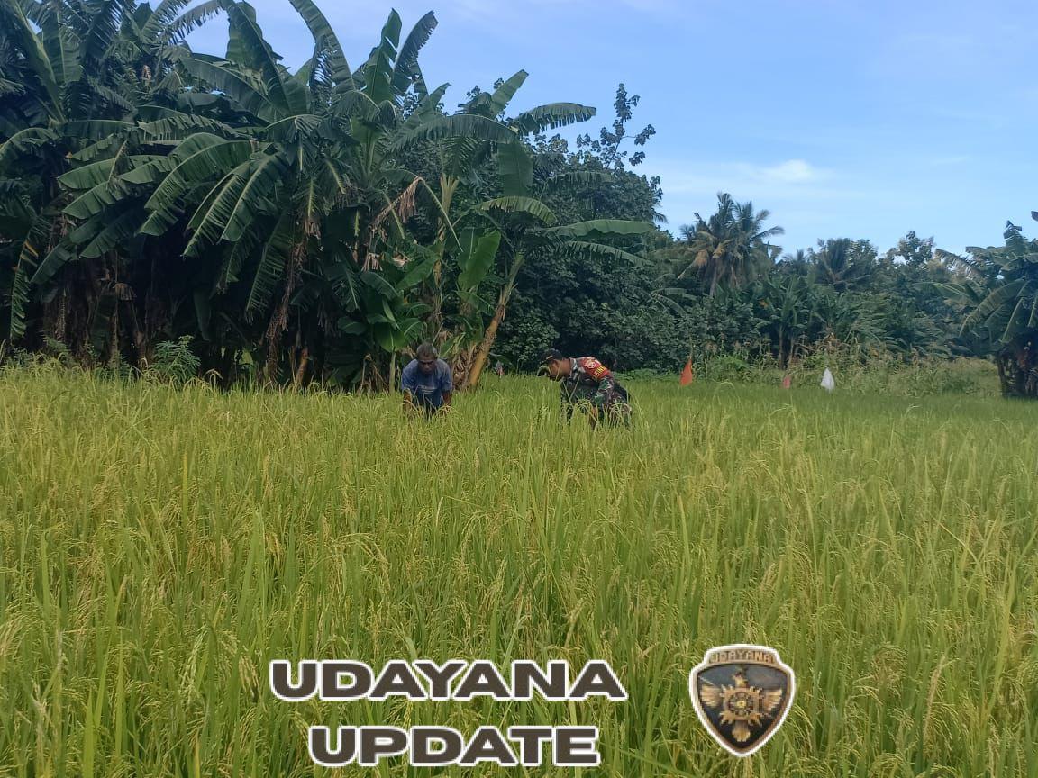 Wujud Kepedulian TNI, Sertu Muhajir Moka Bantu Petani di Desa Aimoli