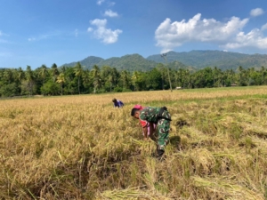 Sinergi Babinsa dan Petani Desa Nuanaga Wujudkan Ketahanan Pangan dan Keamanan Wilayah
