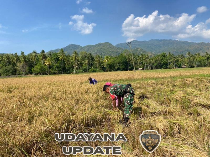 Sinergi Babinsa dan Petani Desa Nuanaga Wujudkan Ketahanan Pangan dan Keamanan Wilayah