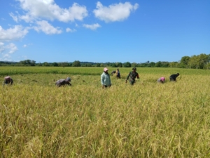Sinergi TNI-Rakyat, Babinsa Karera Bersama Petani Panen Padi