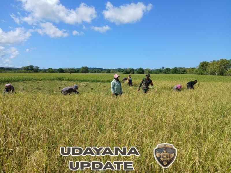 Sinergi TNI-Rakyat, Babinsa Karera Bersama Petani Panen Padi