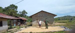 Sinergi TNI dan Petani: Babinsa Tabundung Turun ke Lapangan Bantu Proses Pascapanen