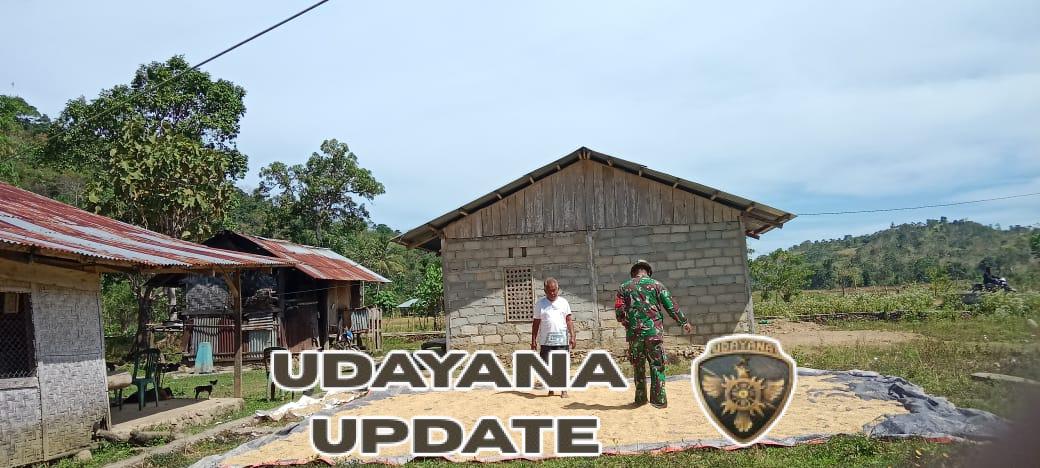 Sinergi TNI dan Petani: Babinsa Tabundung Turun ke Lapangan Bantu Proses Pascapanen