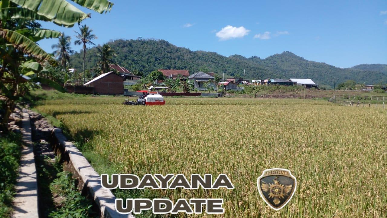 Turun ke Sawah, Babinsa Kopka Nogroho Dampingi Petani Tingkatkan Hasil Panen