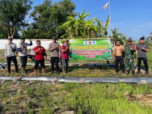 Gotong Royong Tanam Semangka, Babinsa Kalibukbuk Dorong Semangat Ketahanan Pangan