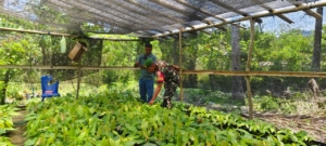 Sinergi Babinsa dan PT Kargil, Penyuluhan Pembibitan Kakao Digelar di Nangapanda