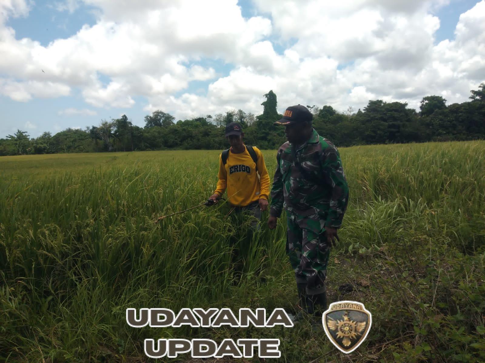 Cegah Serangan Hama, Babinsa Koramil 03/Pahunga Lodu Turun ke Sawah