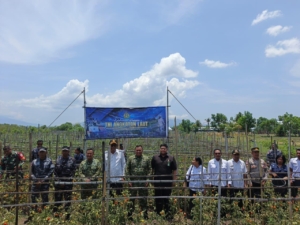 TNI Bersama Rakyat Wujudkan Kemandirian Pangan: Dandim 1603/Sikka Hadiri Panen Raya TNI AL 2025 di Maumere