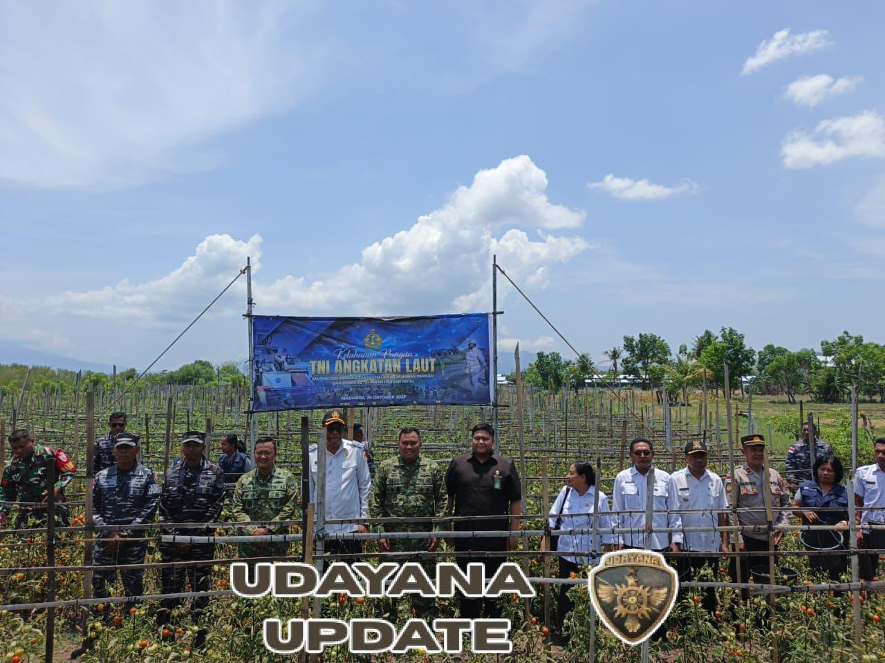 TNI Bersama Rakyat Wujudkan Kemandirian Pangan: Dandim 1603/Sikka Hadiri Panen Raya TNI AL 2025 di Maumere